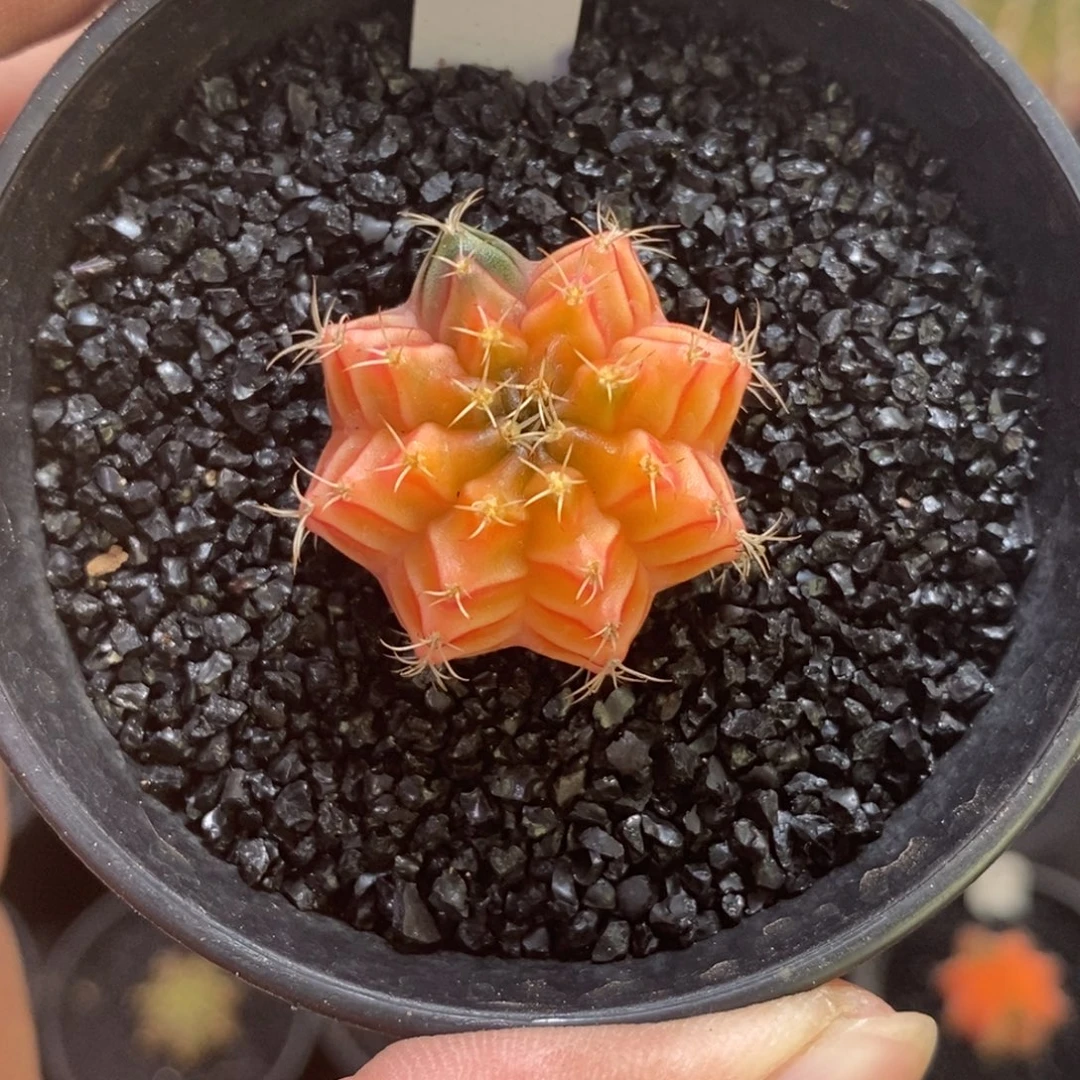 精品米哈—脱土发货45