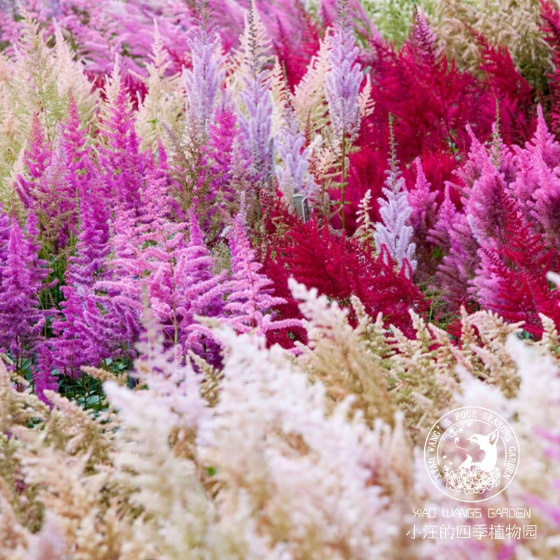 落新妇 紫水晶艾丽甜美 多色可选 多年生宿根耐阴 阳台庭院花镜植