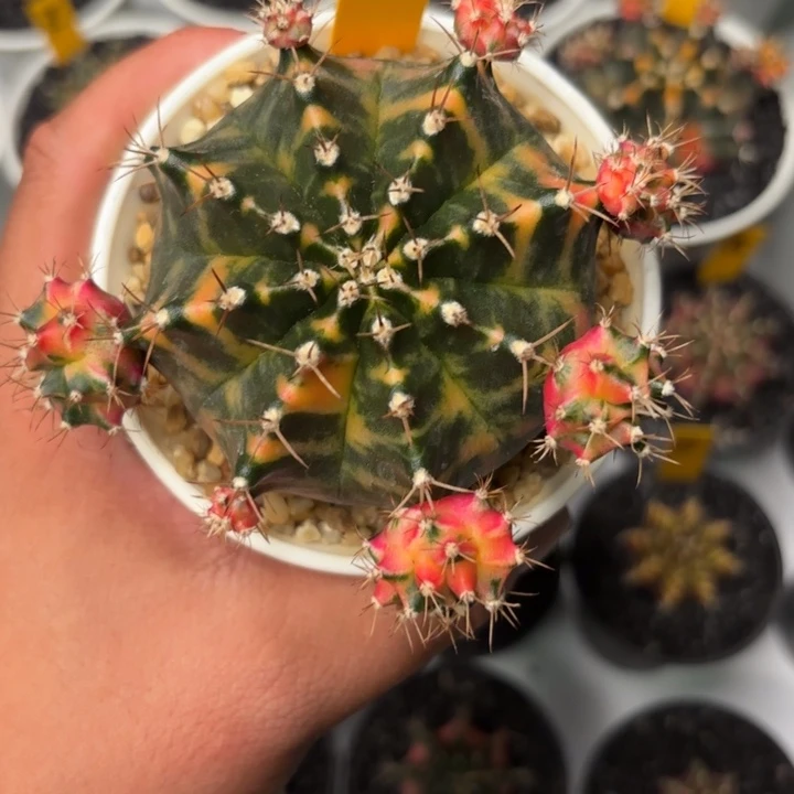 121–1123泰国发货多肉