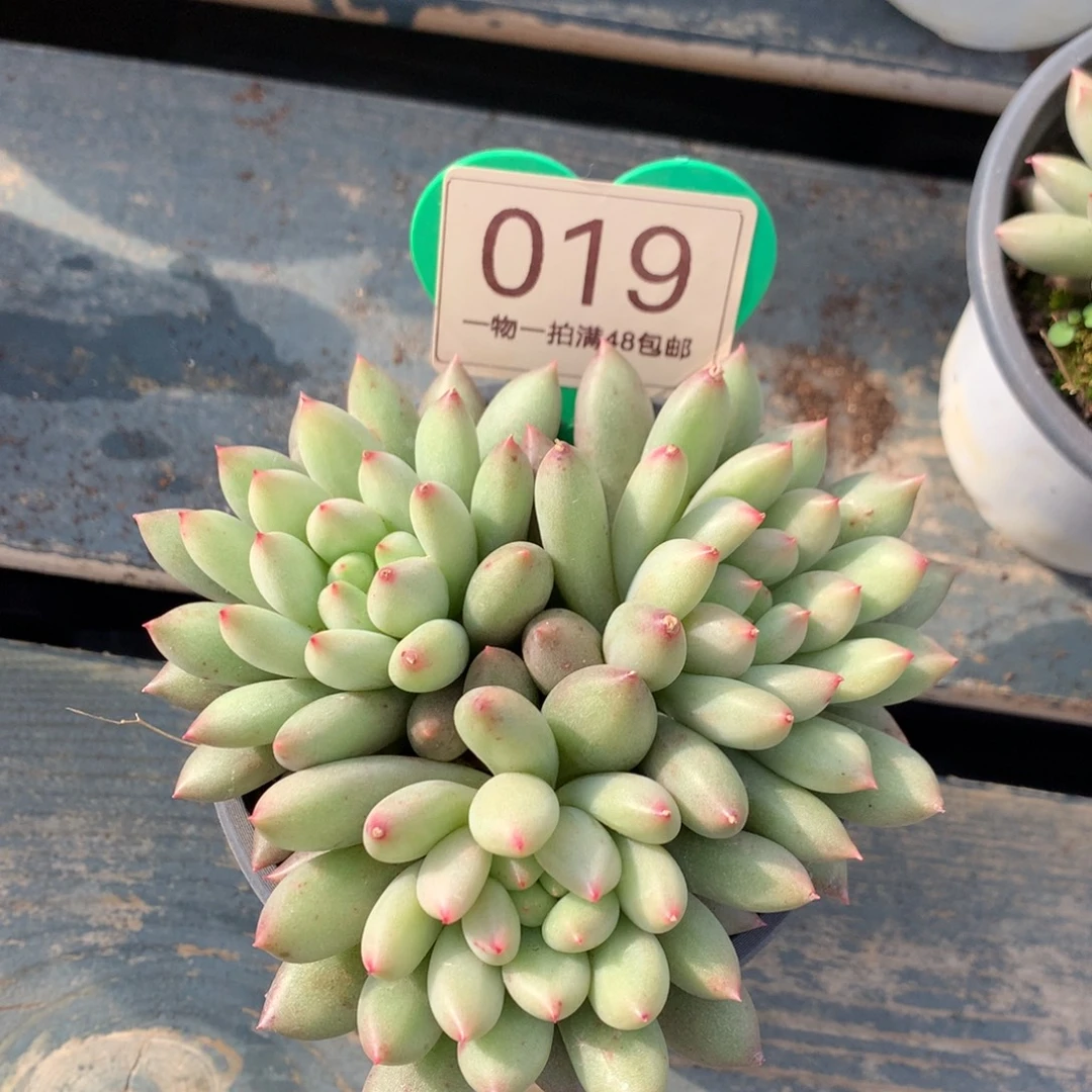 黄体岩字开播福利019