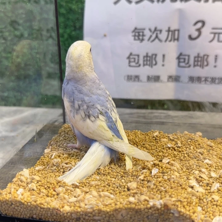 虎皮鹦鹉大头虎皮鹦鹉