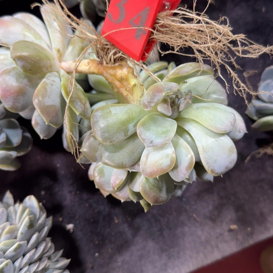 珍***宝汉堡朵朵缀一物一拍34