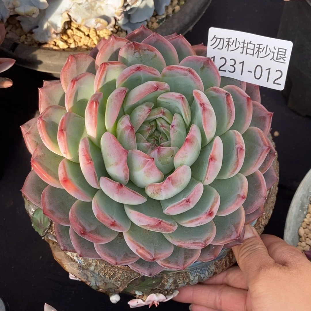 两单包邮1231-12红鸾