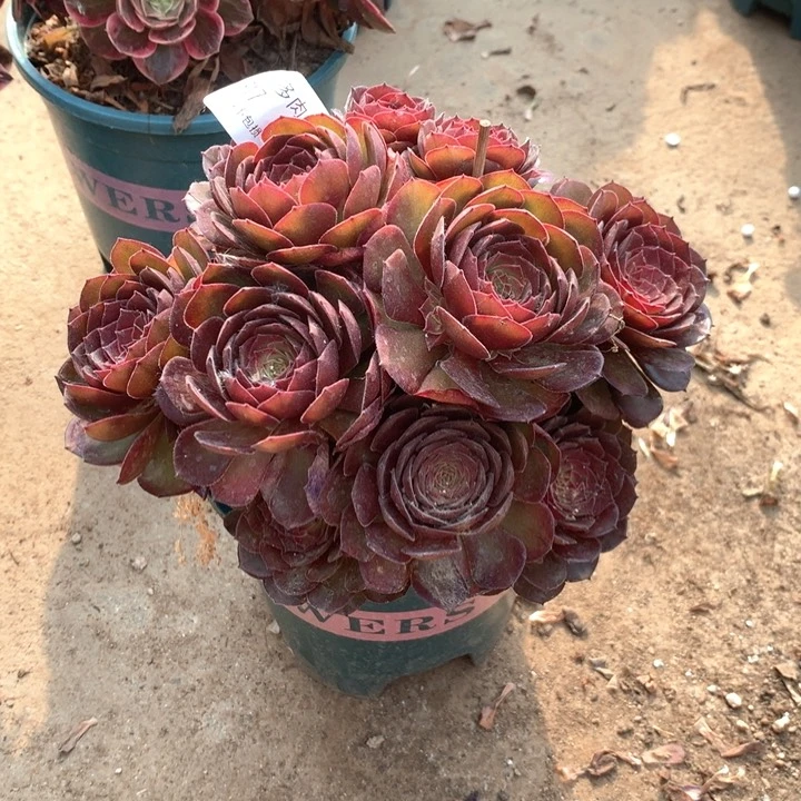 917红魔多肉植物