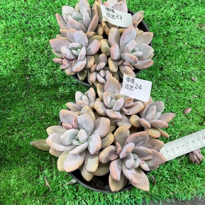 活****老23-24粉兔多肉植物2颗