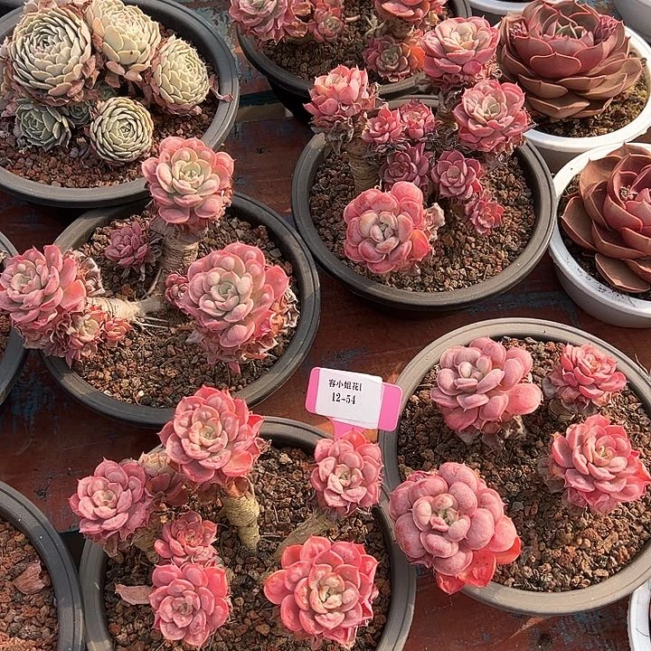 12.54雨滴一个脱土