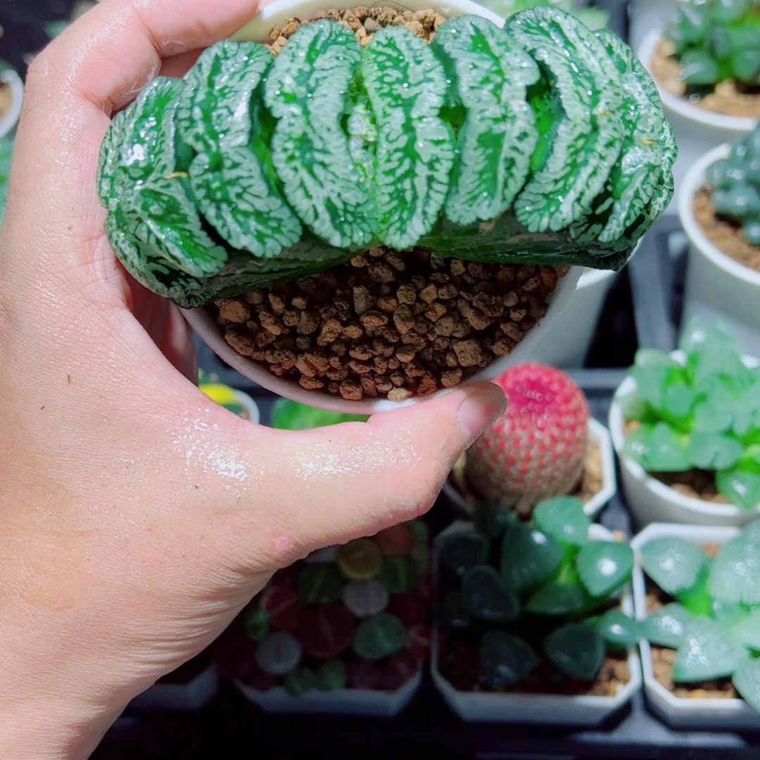 玄武玉扇多肉植物