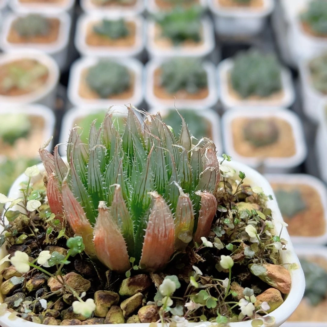 钻石实生针管玉露多肉