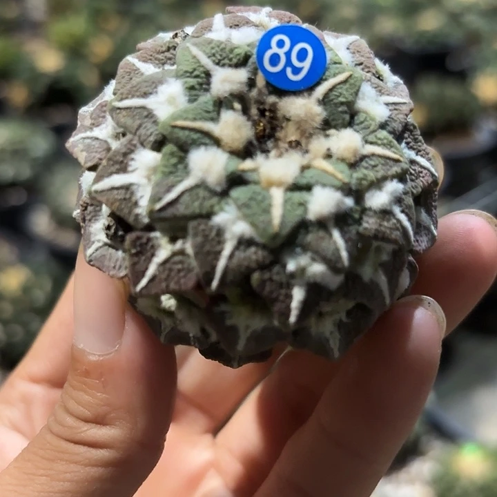 袖蒲苗接落地仙人球89