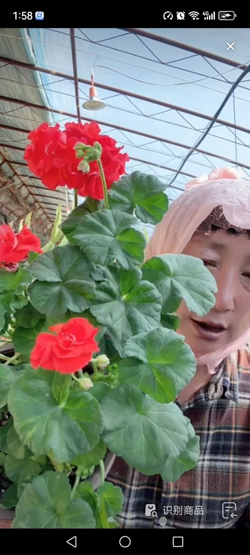 红皖天竺葵一盆包邮到家