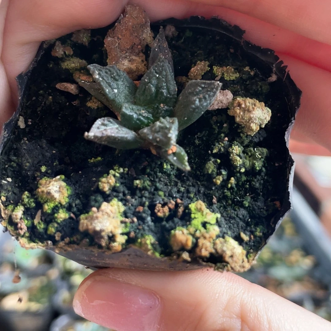 2cm实生纯辛顿牡丹萝卜根