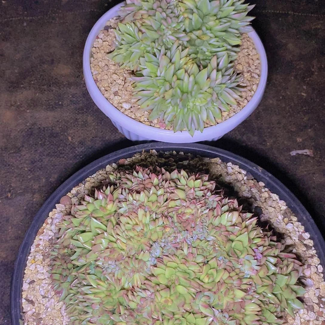 多肉植物彩色景缀