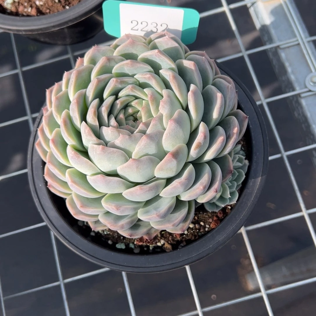 做**婆2232肉多么多哦肉多么