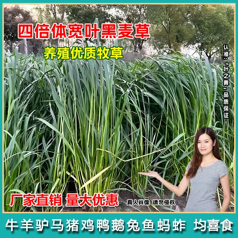 四倍体黑麦草种子高产多年生牧草籽冬季耐寒四季养殖牛羊猪鹅兔鱼