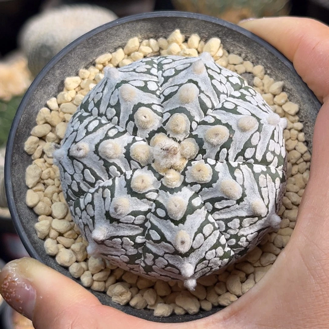 v兜Zzzzzzzzzzzzzzzzzz