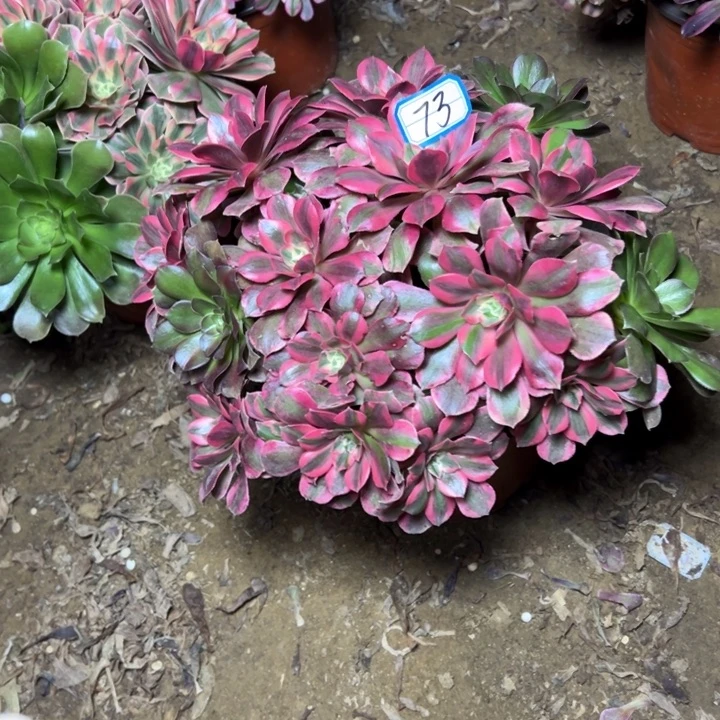 多肉植物红女妖73