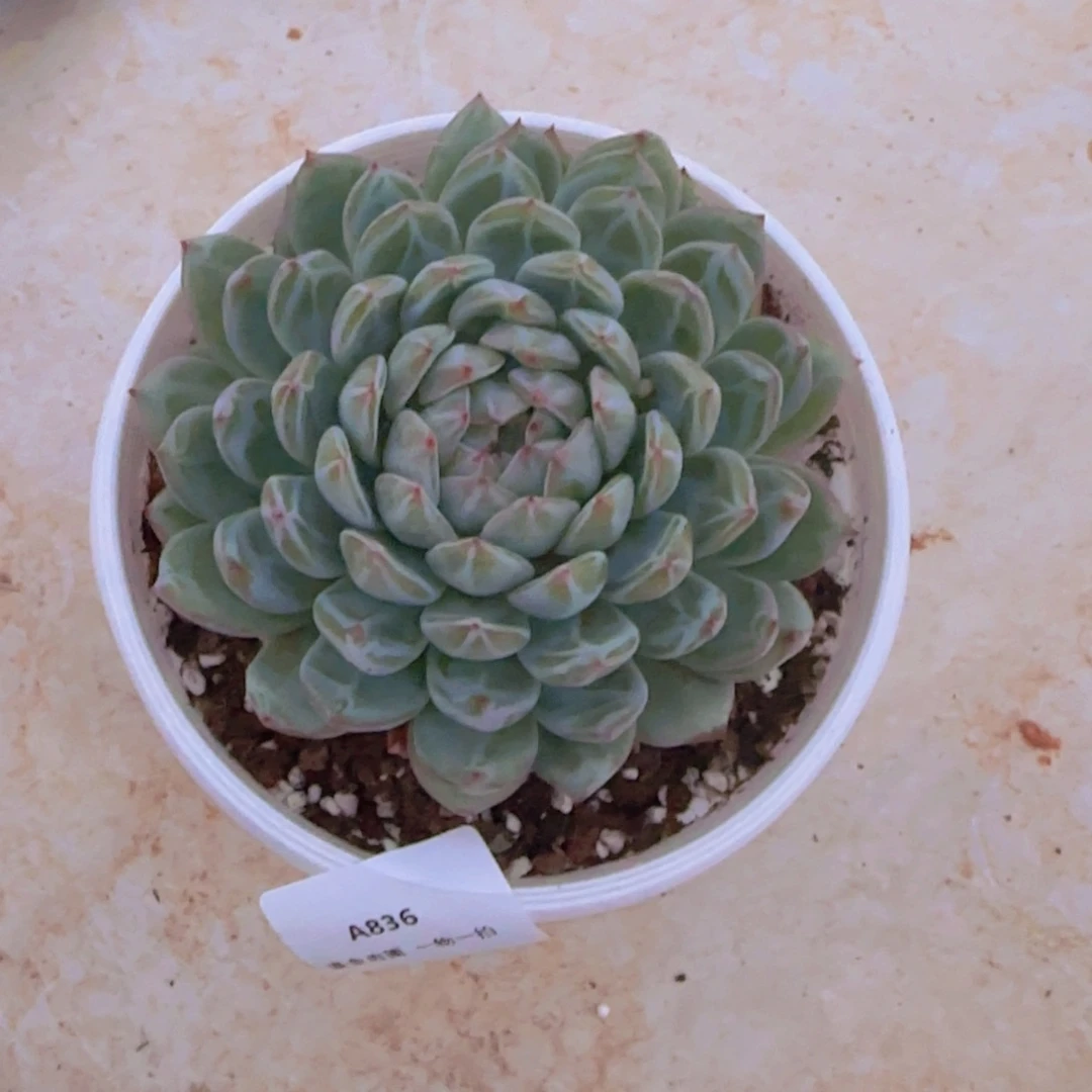 花***笑A836雪花珍妮