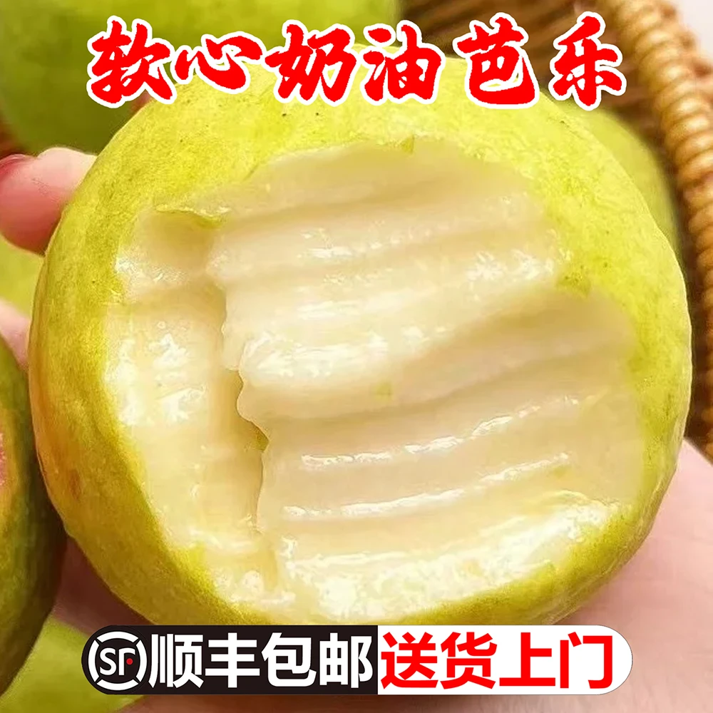 正宗福建漳州白心奶油芭乐大果软心番石榴软糯香甜孕妇儿童应季新鲜水果4.5斤广东潮汕广西树上熟低糖鸡屎果