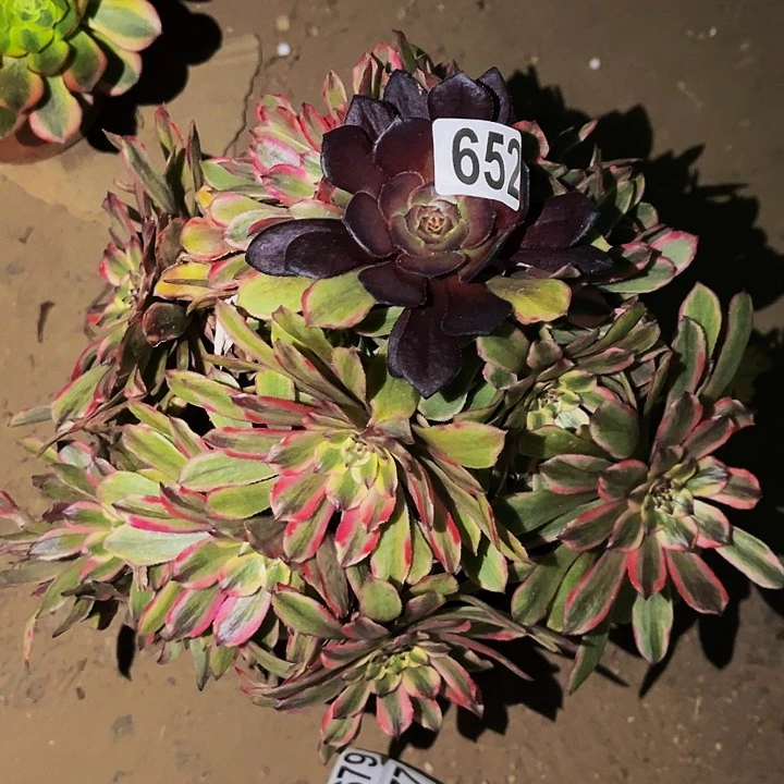 652阴阳糖果粉黛多肉植物处理不售后