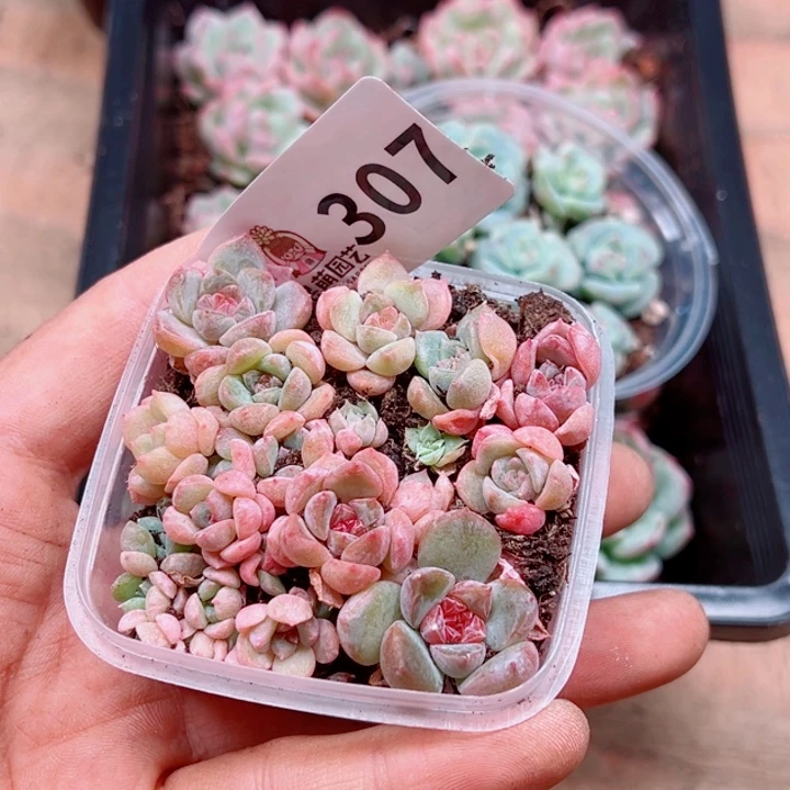 多肉植物多肉植物