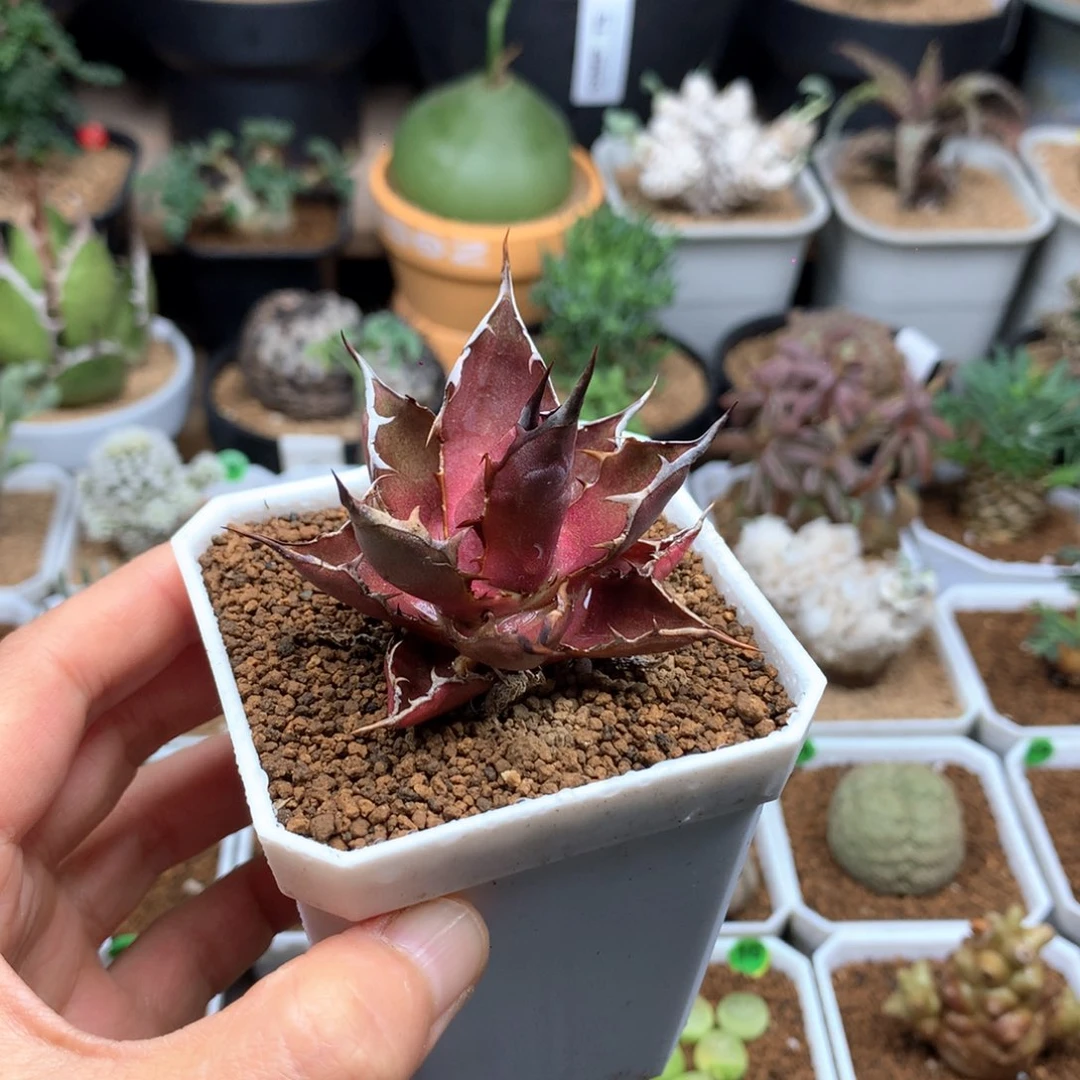 霍利达龙舌兰脱土