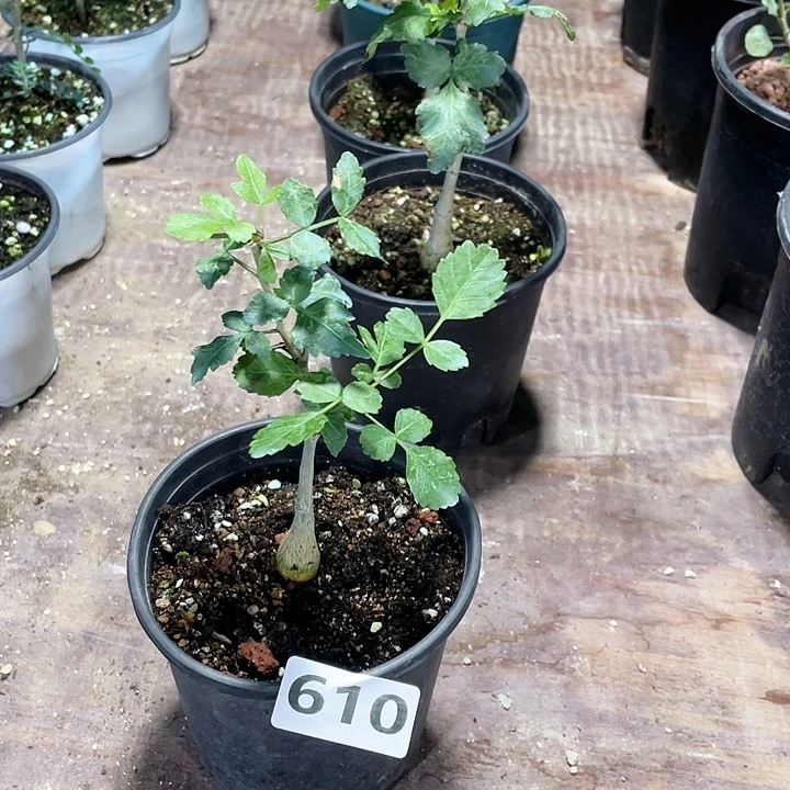 610小圆叶芳香橄榄