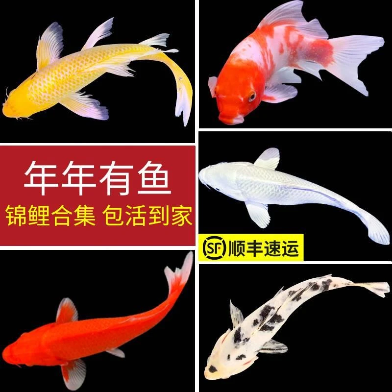 顺丰观赏鱼锦鲤活体冷水鱼淡水鱼红草金鱼大型好养耐活鱼红鲤鱼