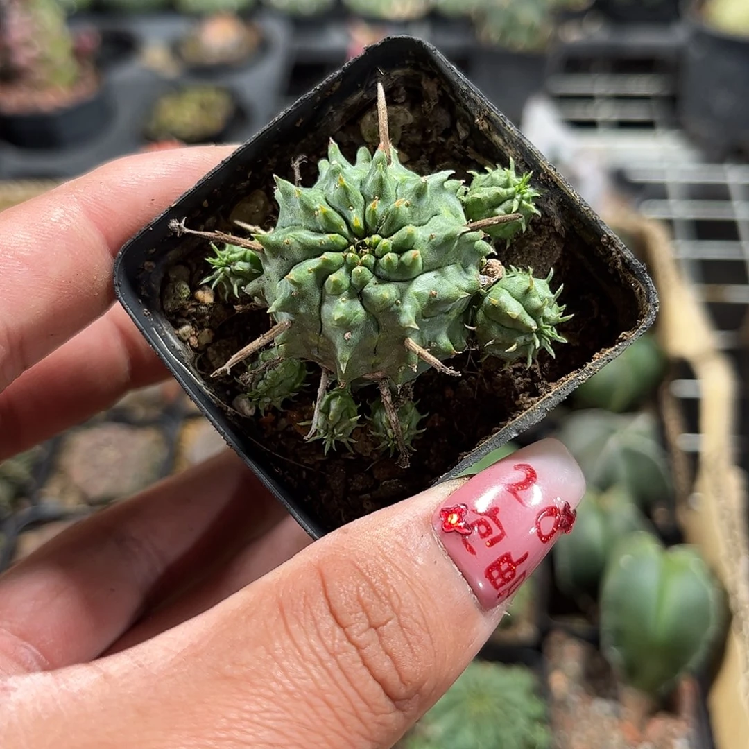 精选贵青玉单头发货单头发