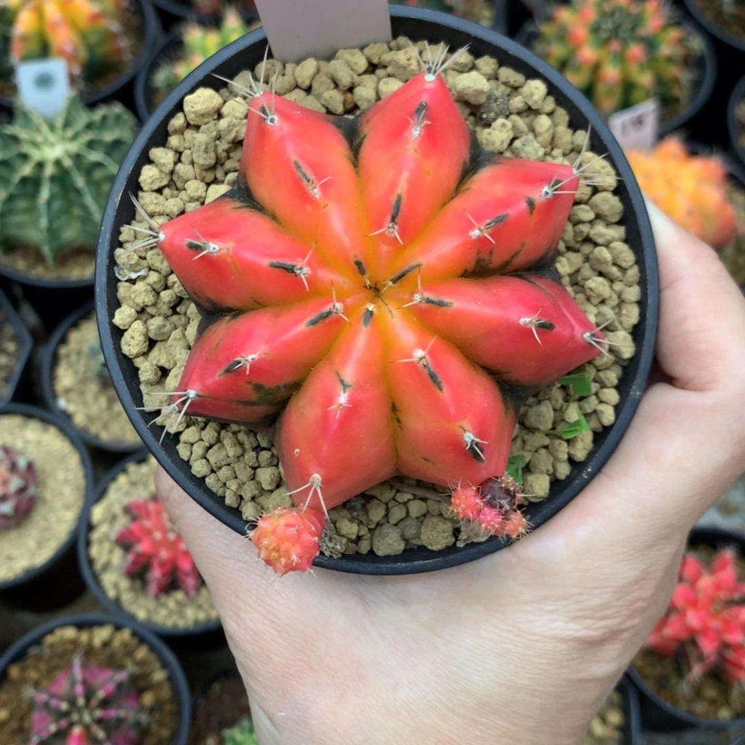 仙人球米哈牡丹锦5