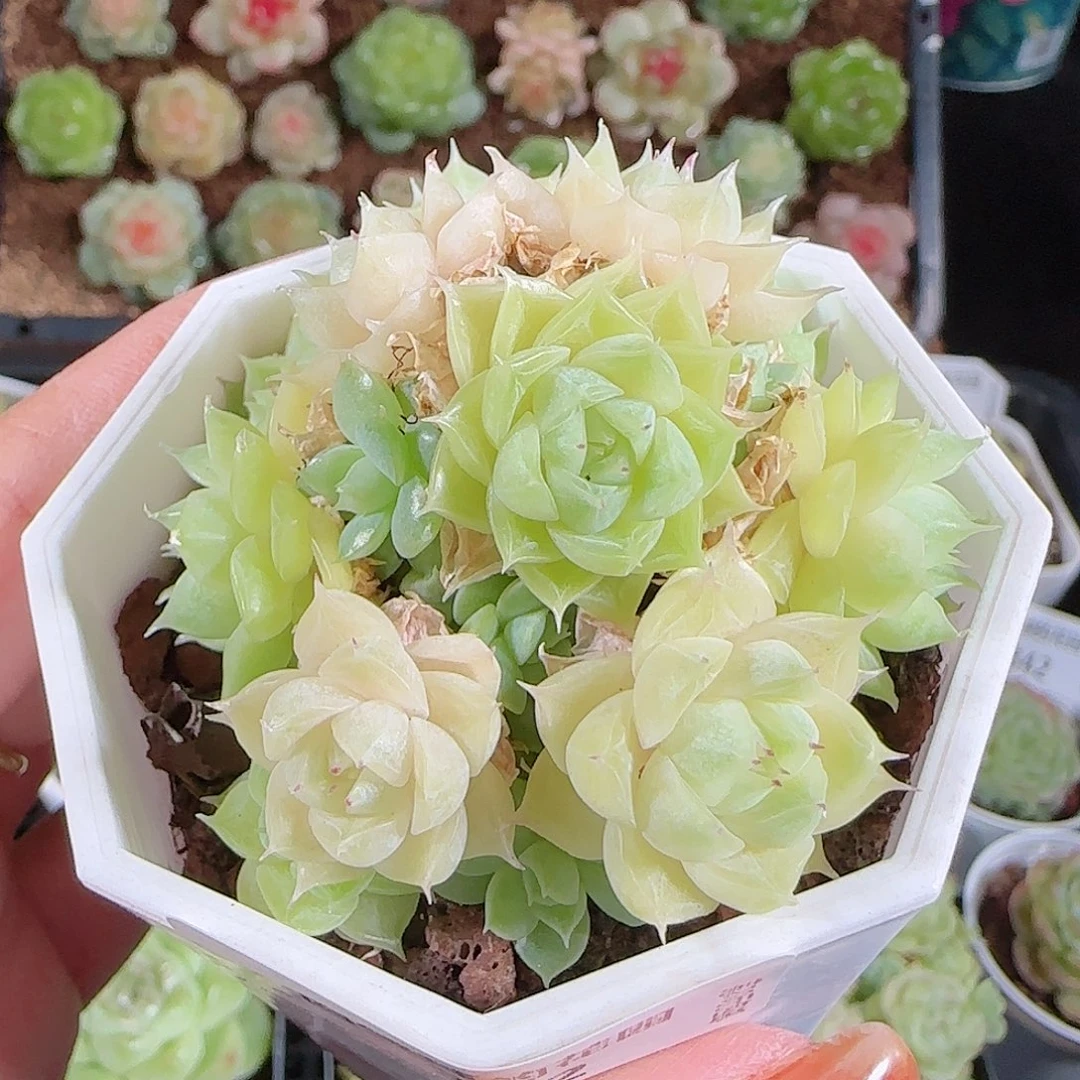 1025--352麦秆优选不包整