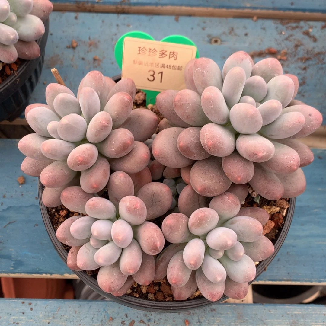 橙光奶无砍平头31