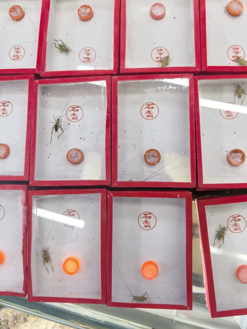石志明大黄蛉鸣虫。蟋蟀科昆虫鸣虫。请录开箱视频。包活不包残