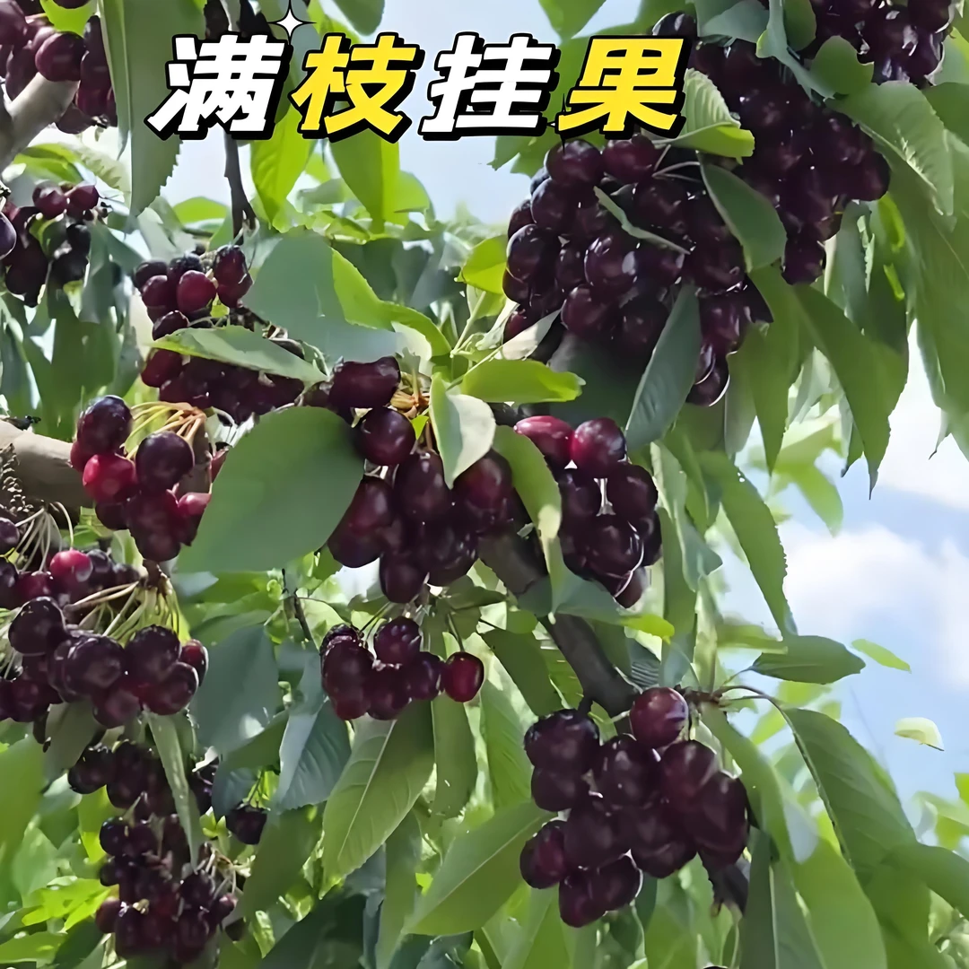 特大车厘子树苗嫁接大樱桃树南方北方四季种植庭院别墅水果树果苗
