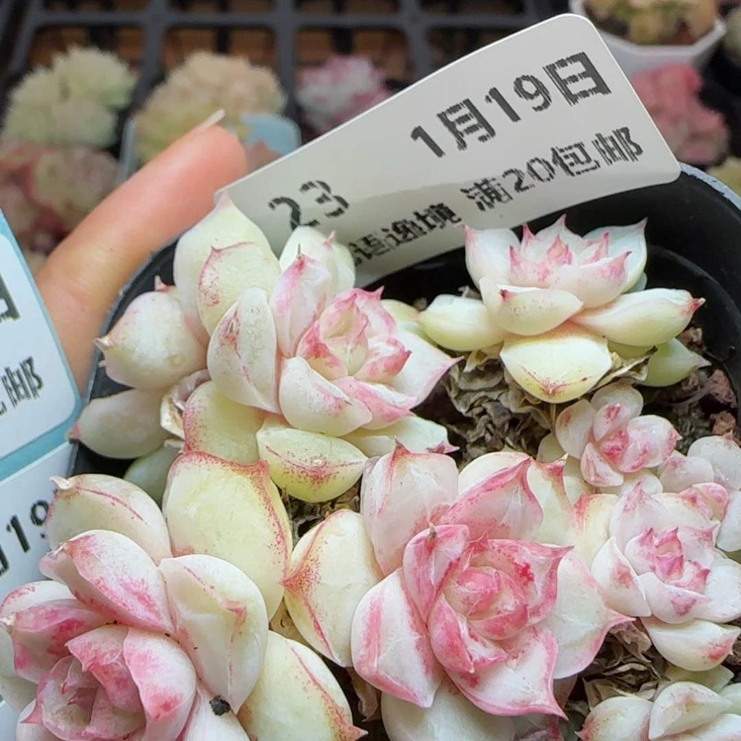 花语逸镜0119-23女王