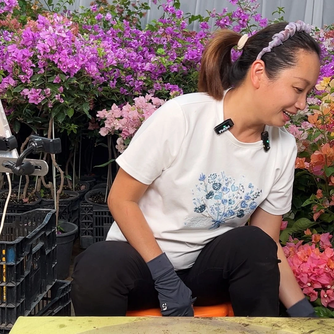 完全开放三角梅一棵
