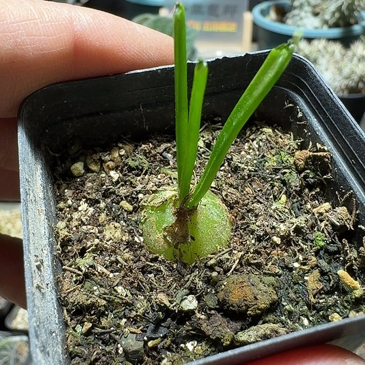 224大苍角殿带盆发货