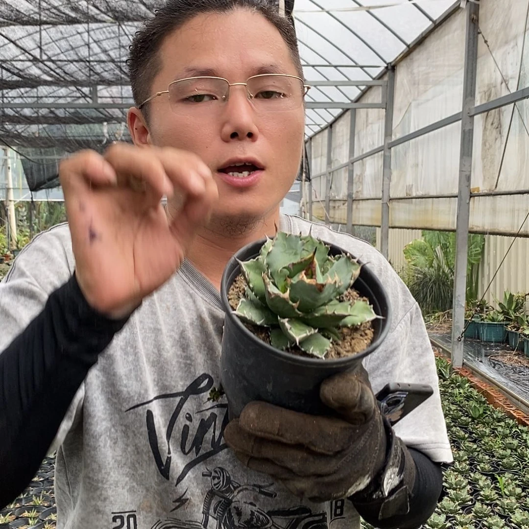 姬仁王冠10-15公分