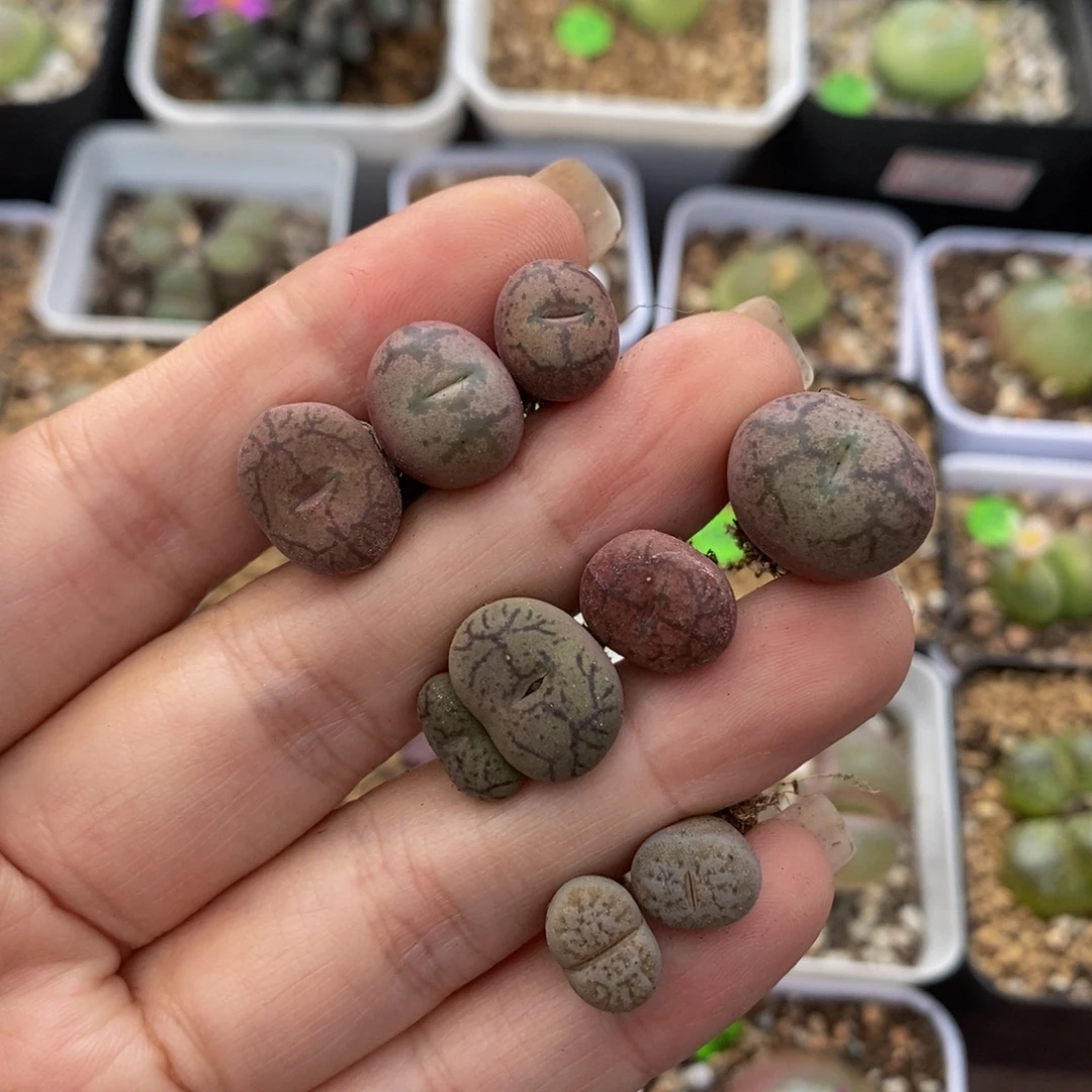 杂交6颗多肉植物262