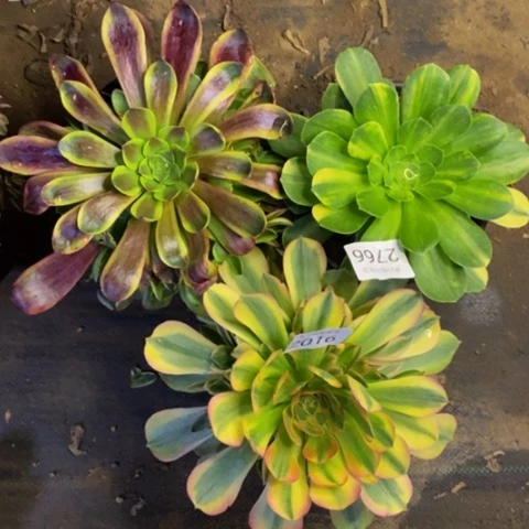 3盆多肉植物2016