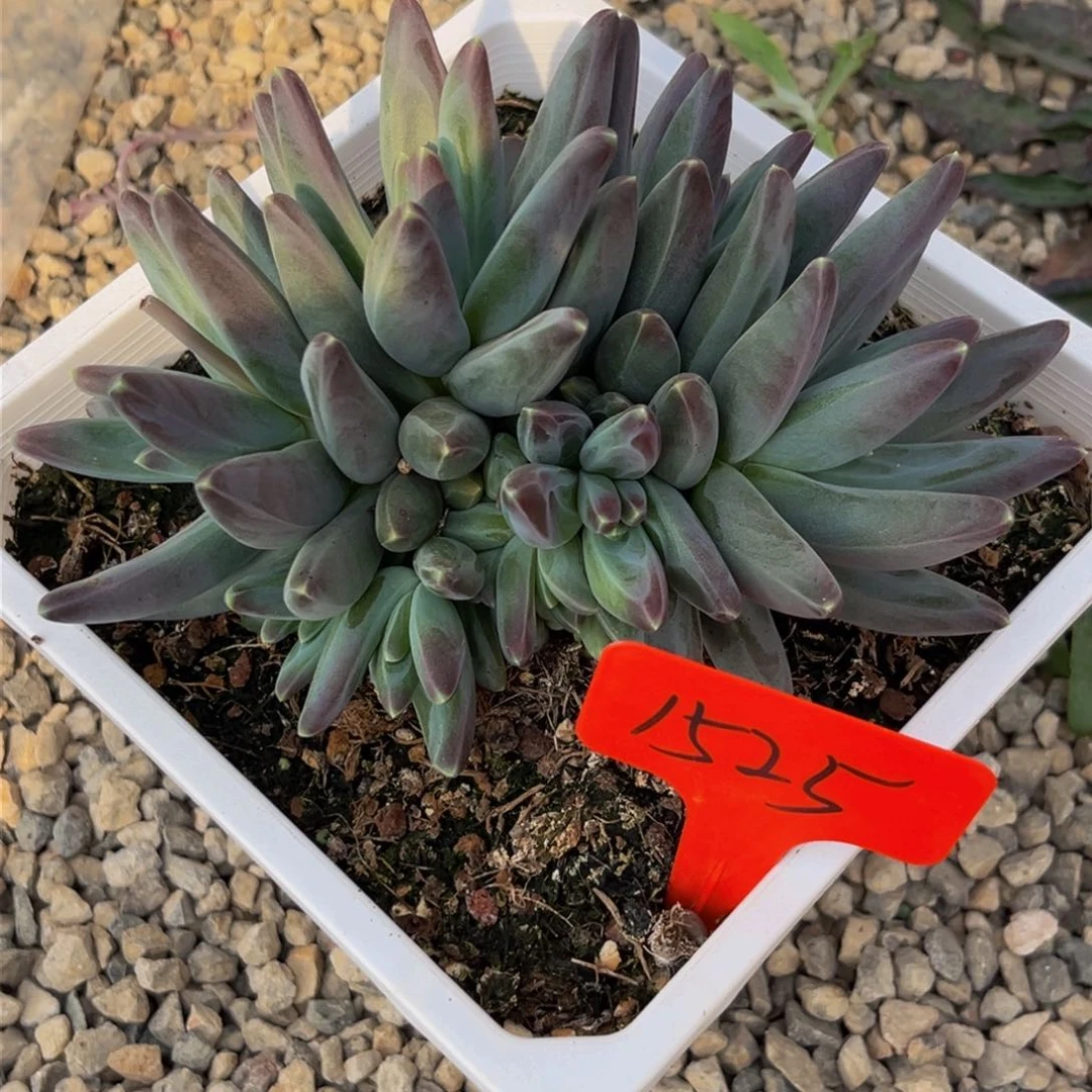 1525上午多肉植物群生