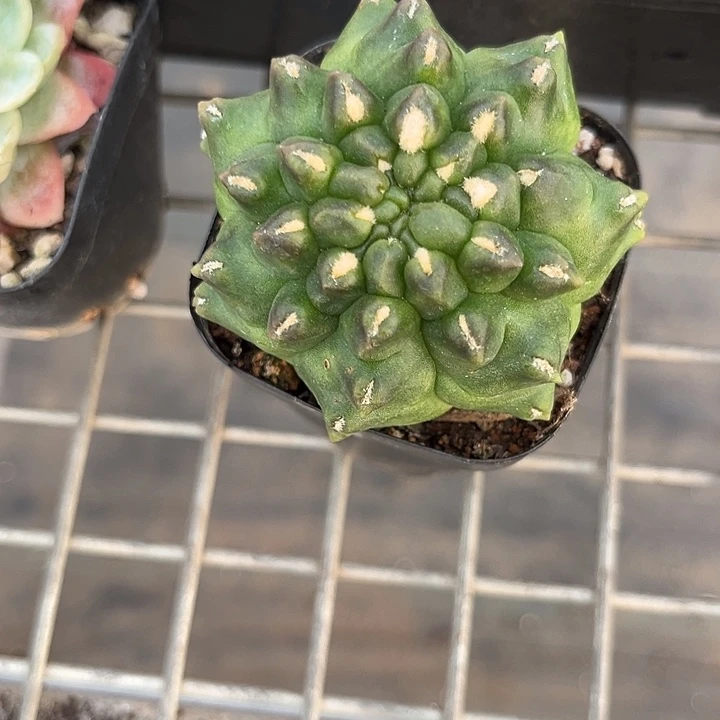 我也不知道我为什么要这样