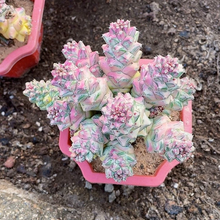 完全开放将军阁锦带盆土13cm