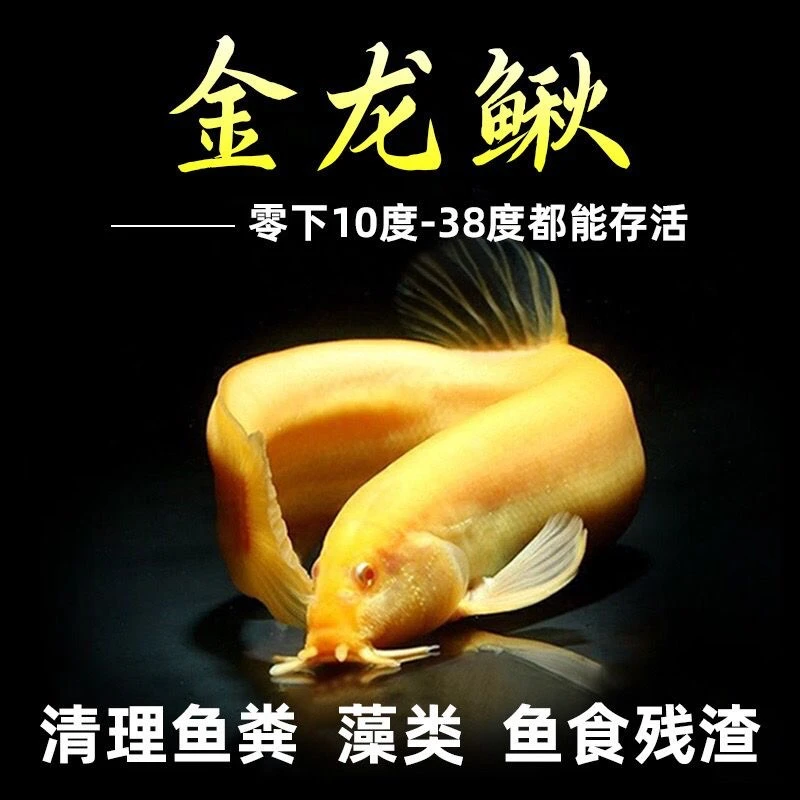 【清洁鱼】黄金泥鳅金苔鼠观赏鱼冷水清道夫耐活好养观赏泥鳅金鱼