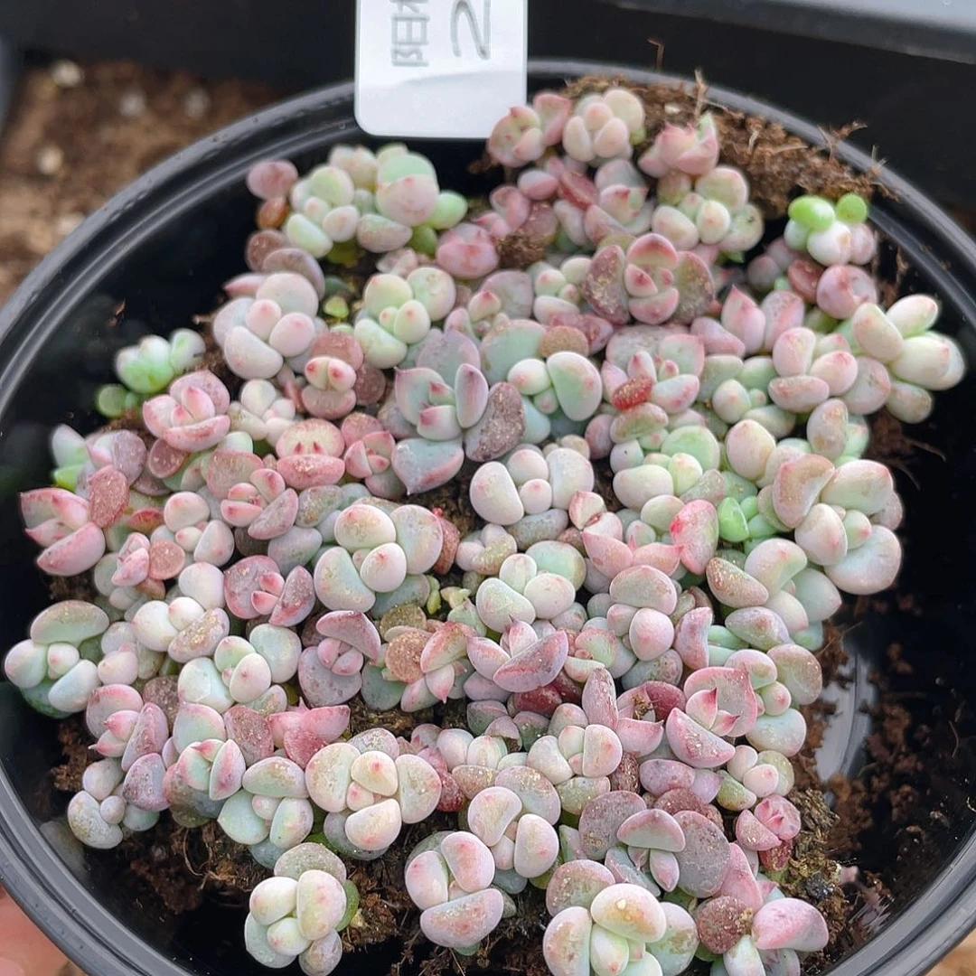 多肉植物多肉植物286