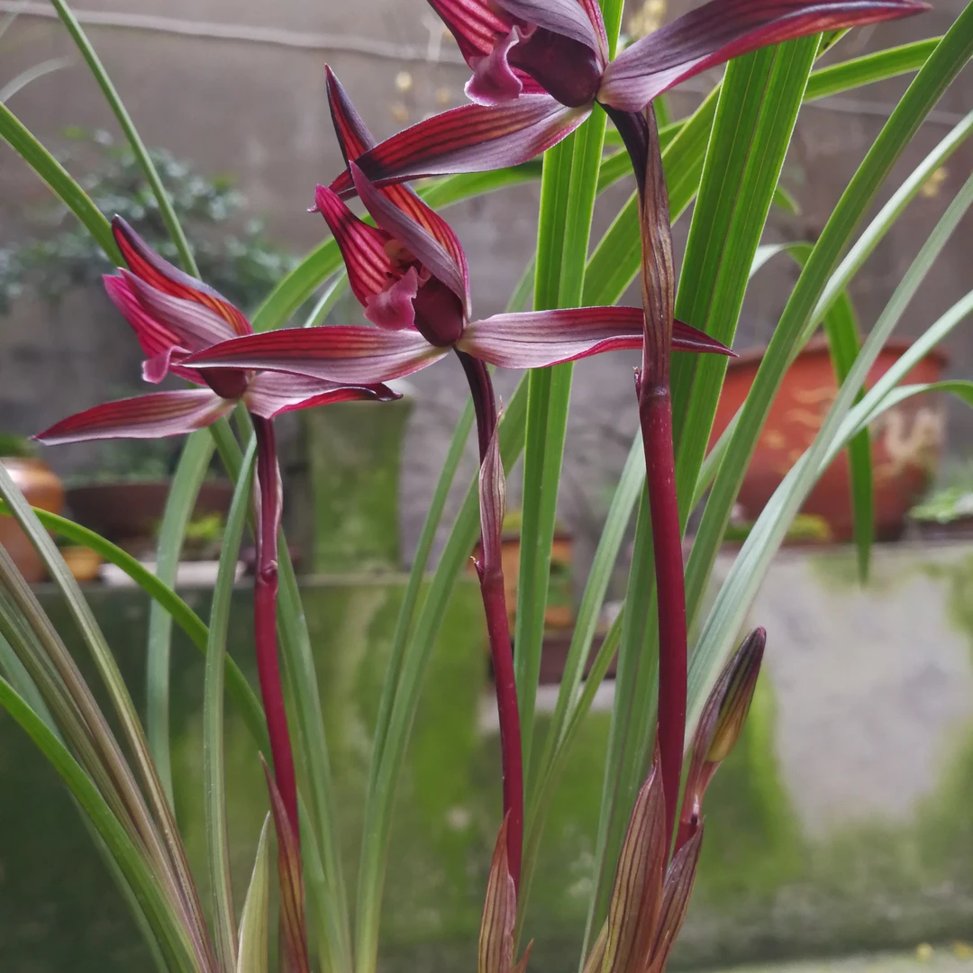 春兰色花一组子母苗带花苞