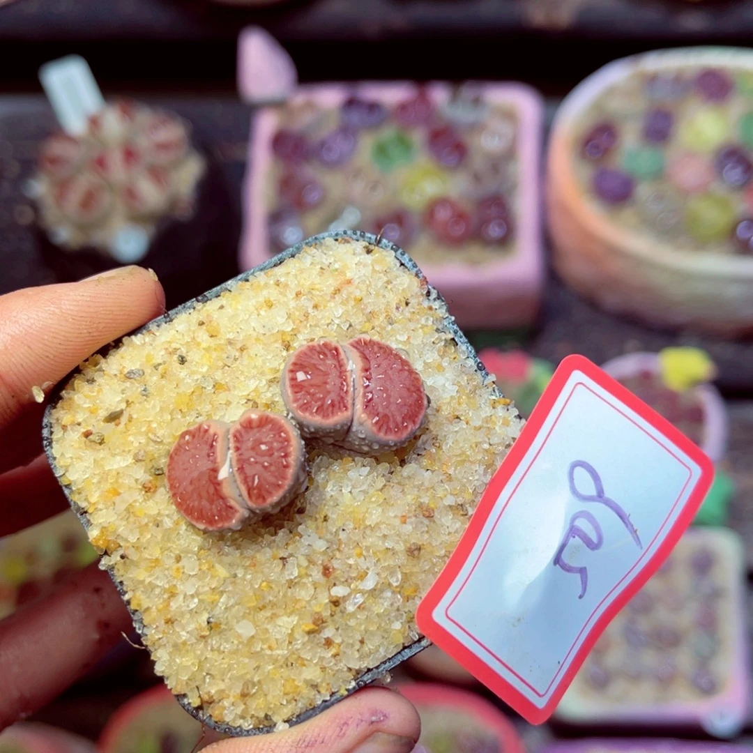 509生石花带盆发1