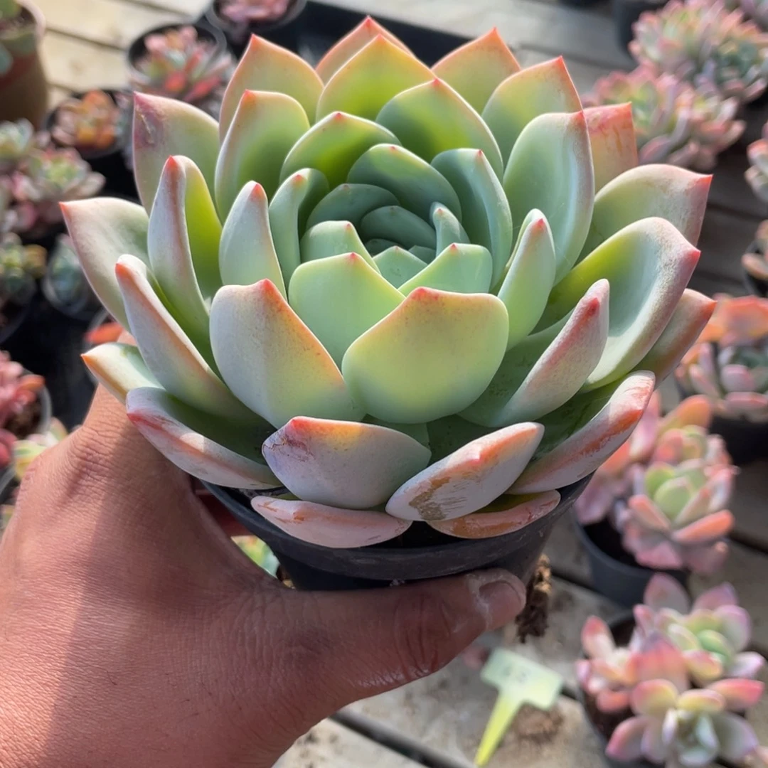 0104  凤橙  六月六