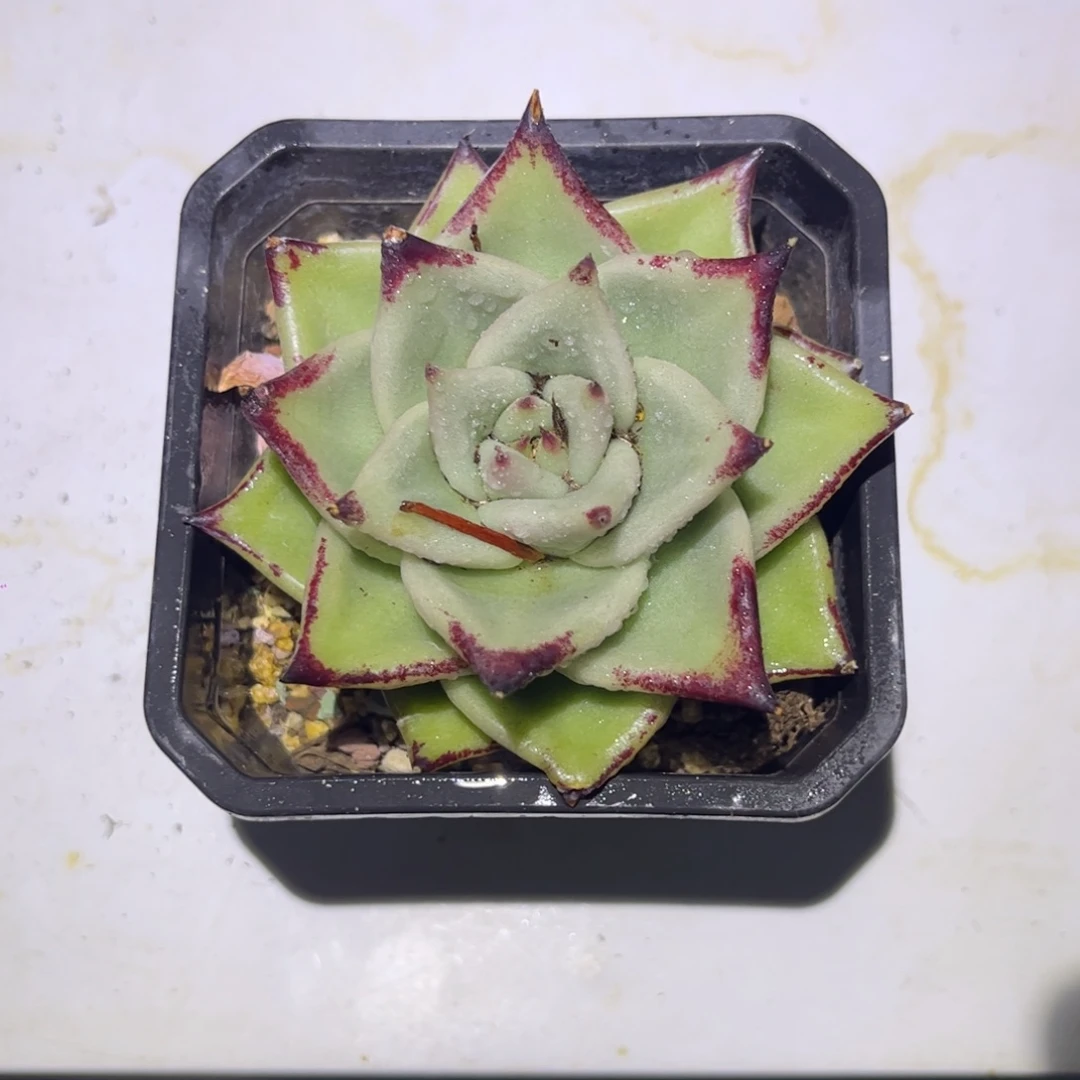 一物一拍小乌木3