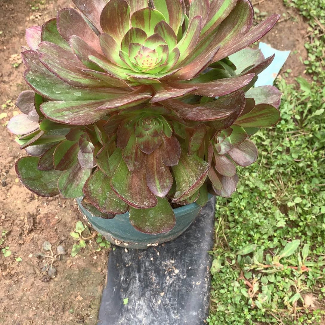 多肉植物花月夜多肉