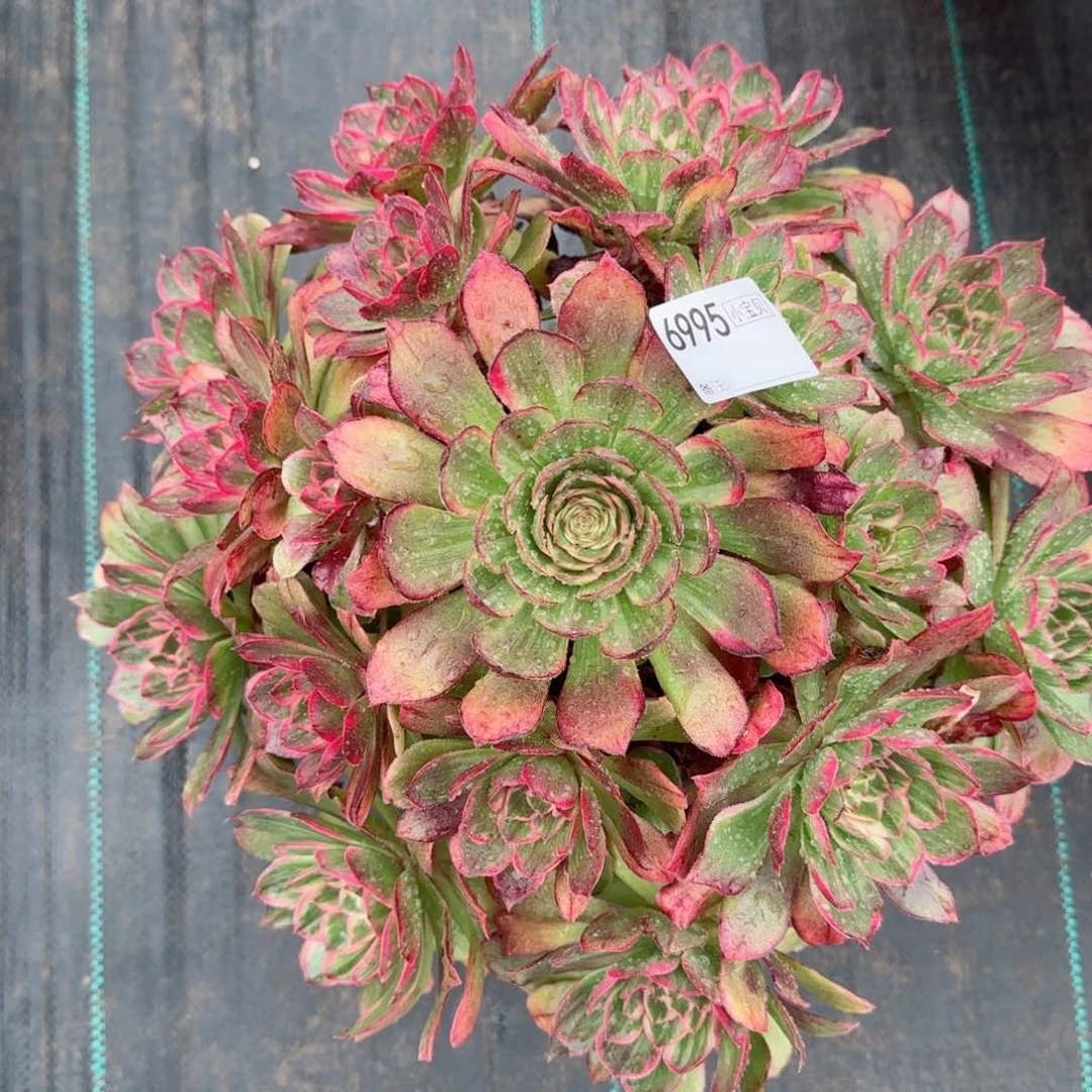 6995莲花座多肉多肉